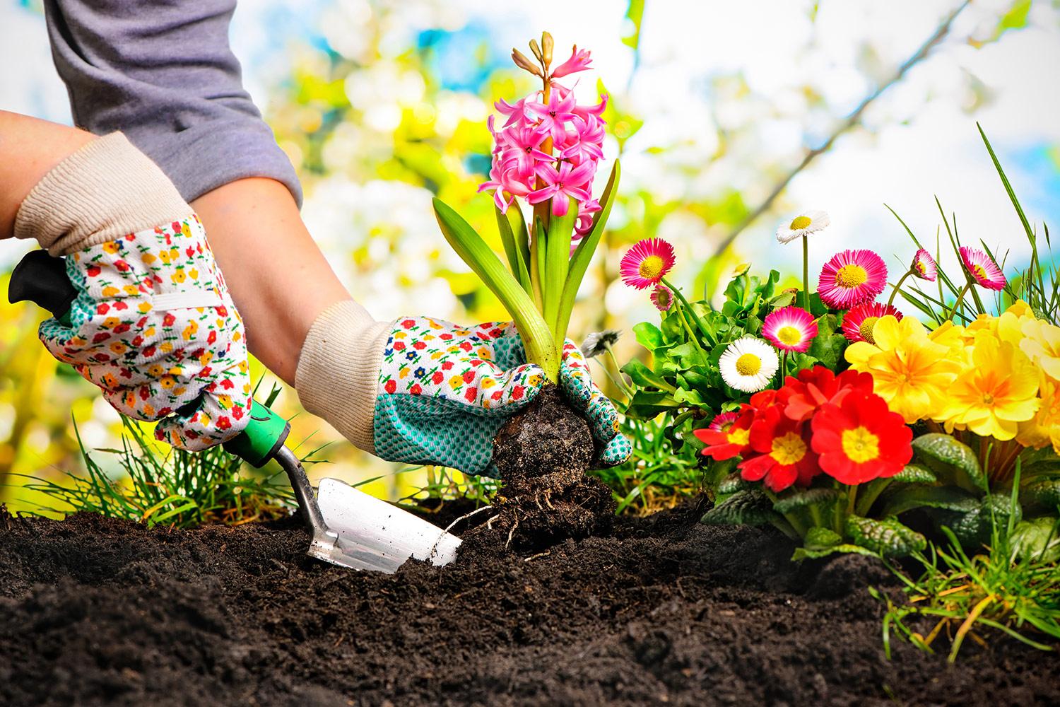 How Gardening Can Improve Your Health | Healthy Living Growing Organic