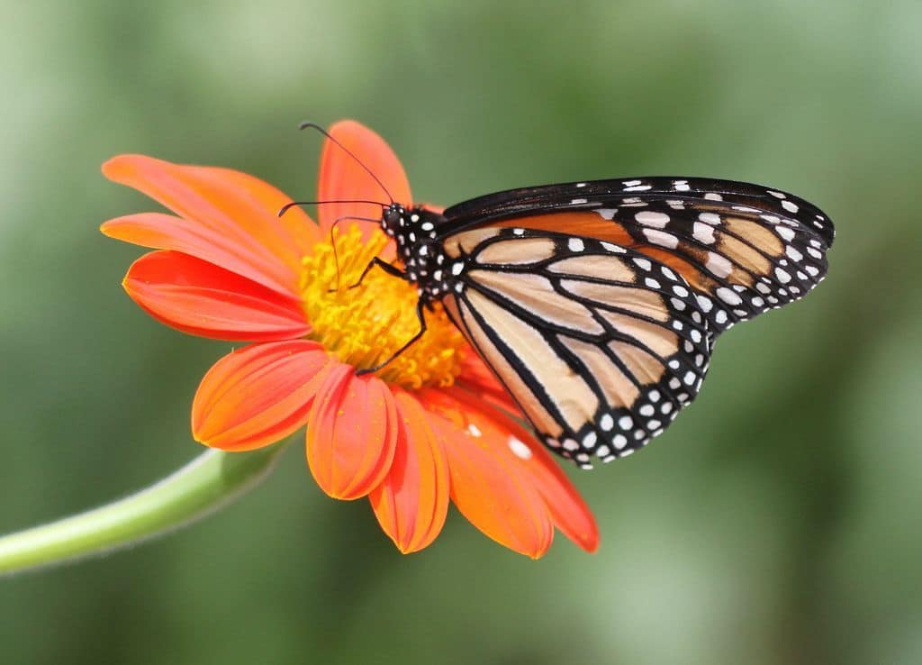 Download 10 Flowers that Attract Monarch Butterflies | Growing Organic