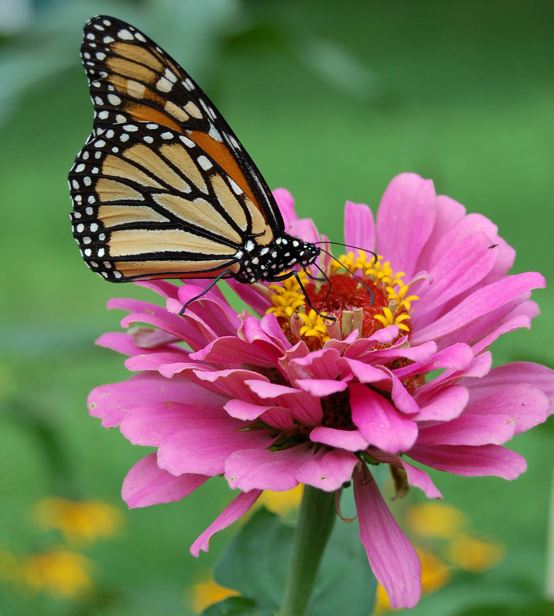 10 Flowers that Attract Monarch Butterflies | Growing Organic