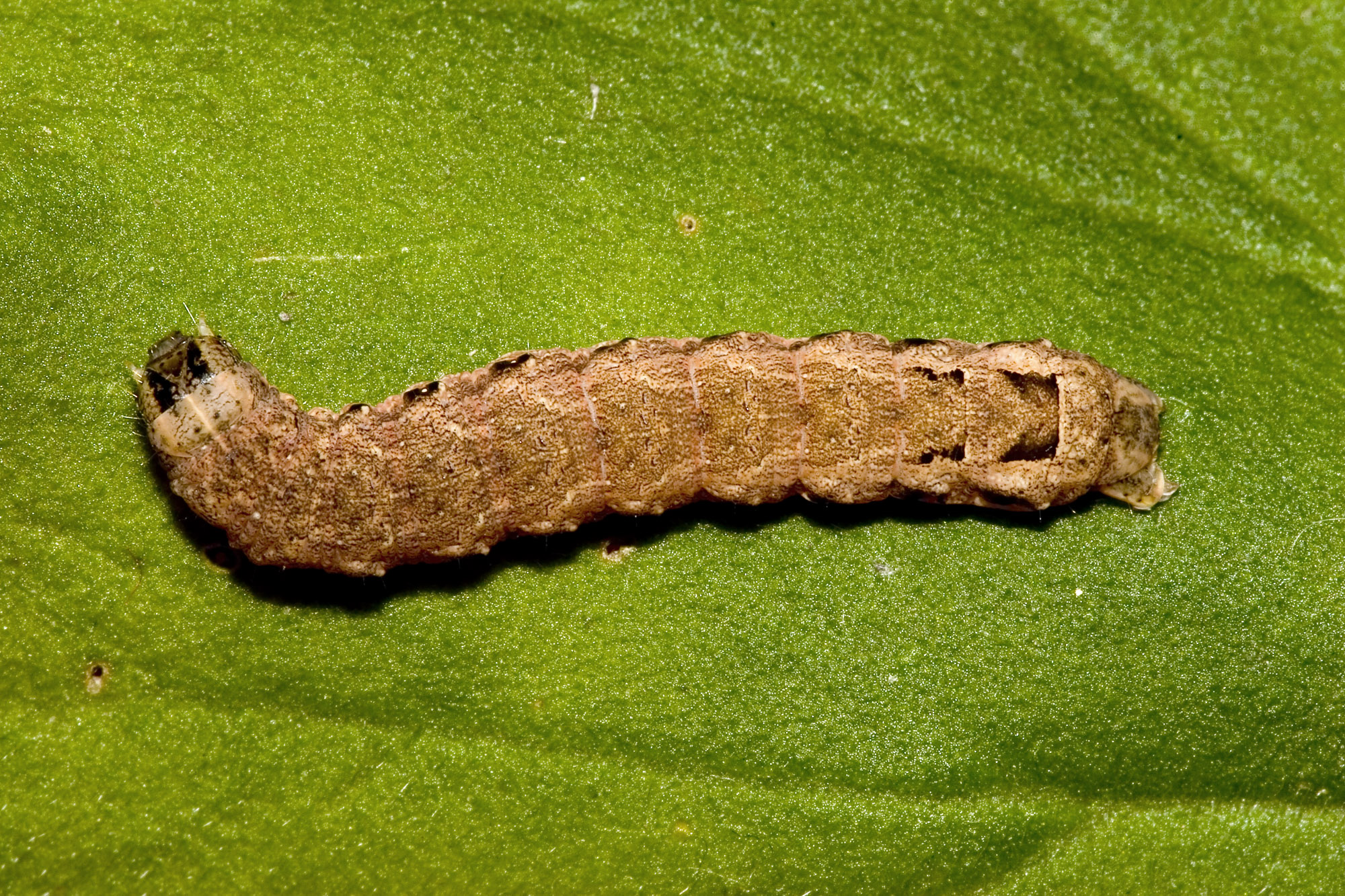 download types of cutworms