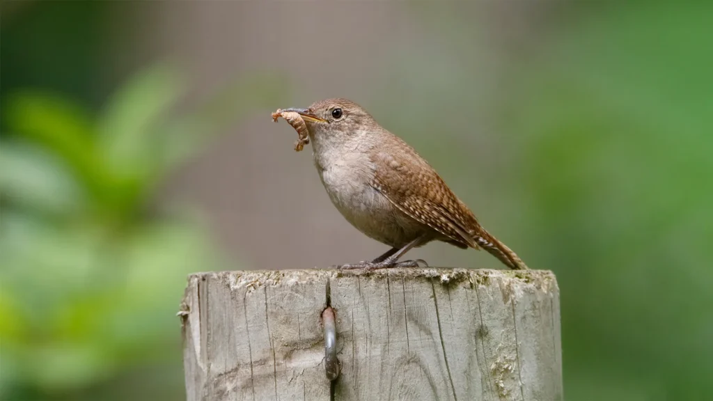 birds in the garden