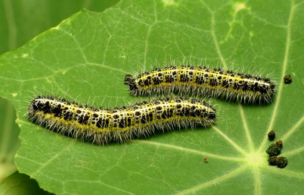 caterpillars in the garden caterpillars in the garden