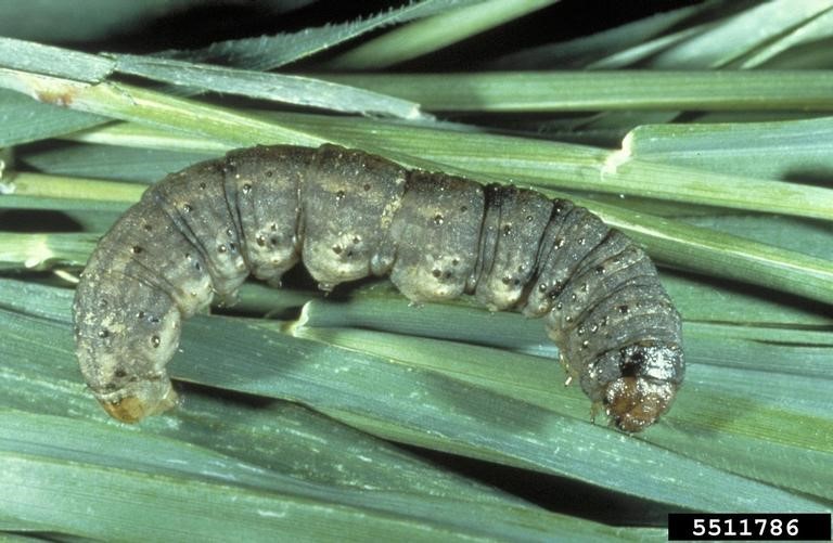 cutworms in the garden