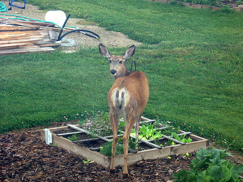 deer in the garden