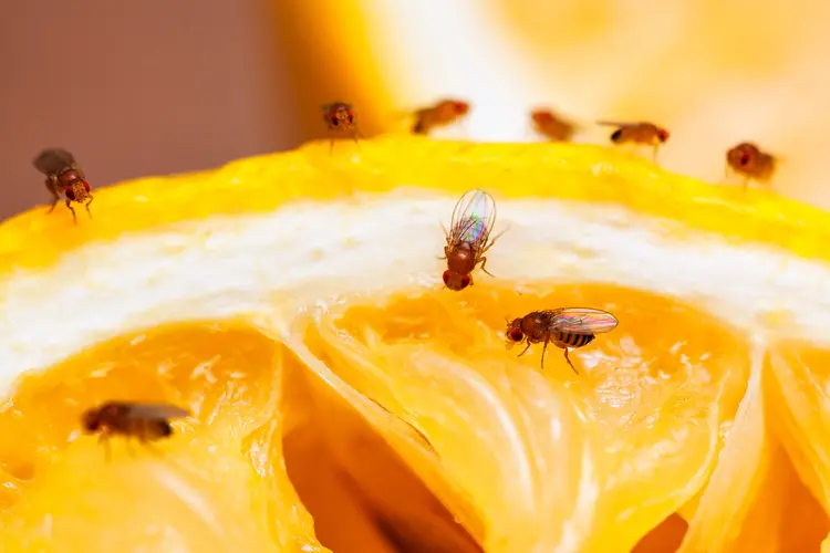 fruit flies