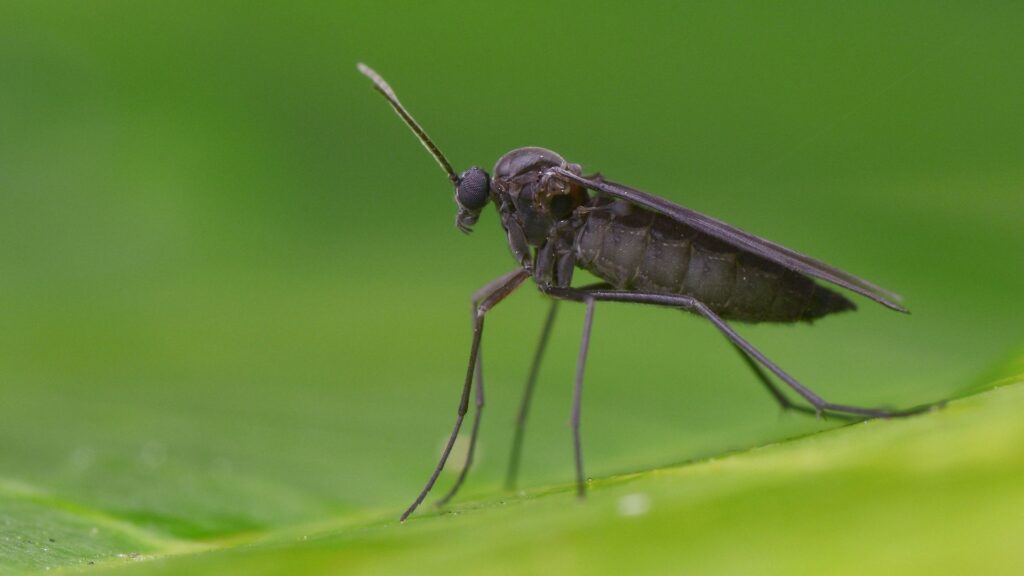 fungus gnats