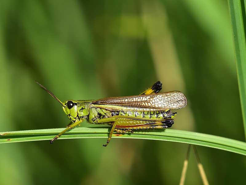 grasshoppers in the garden