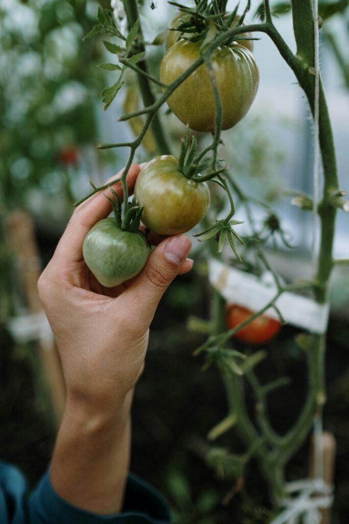 grow your own food