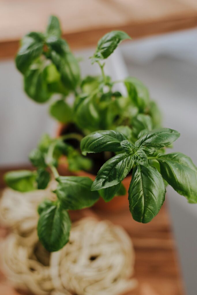 growing basil