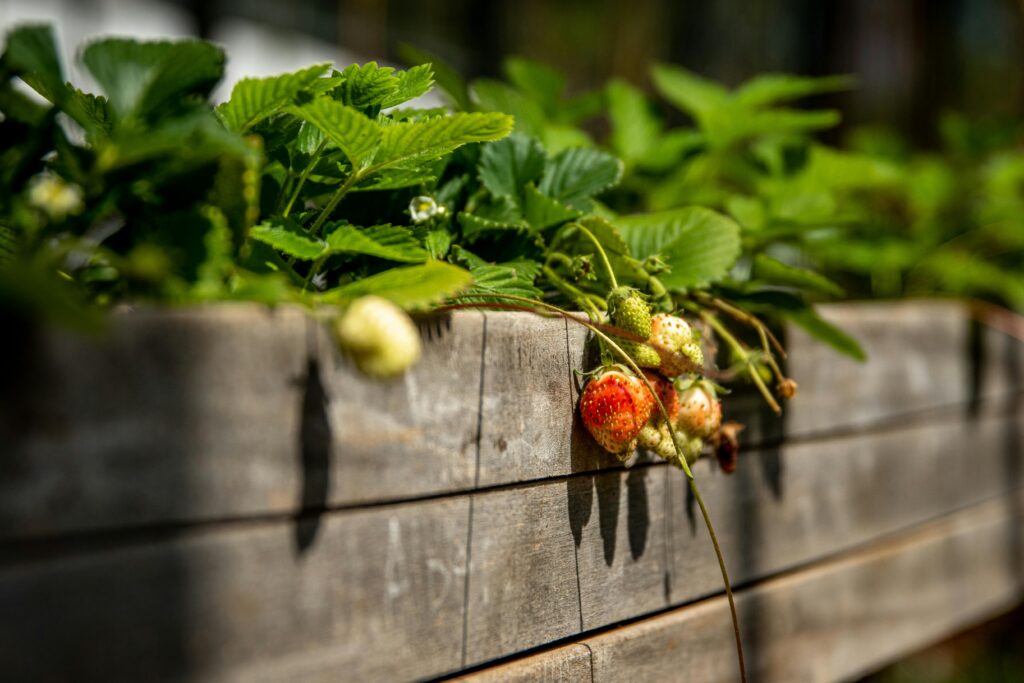 growing berries