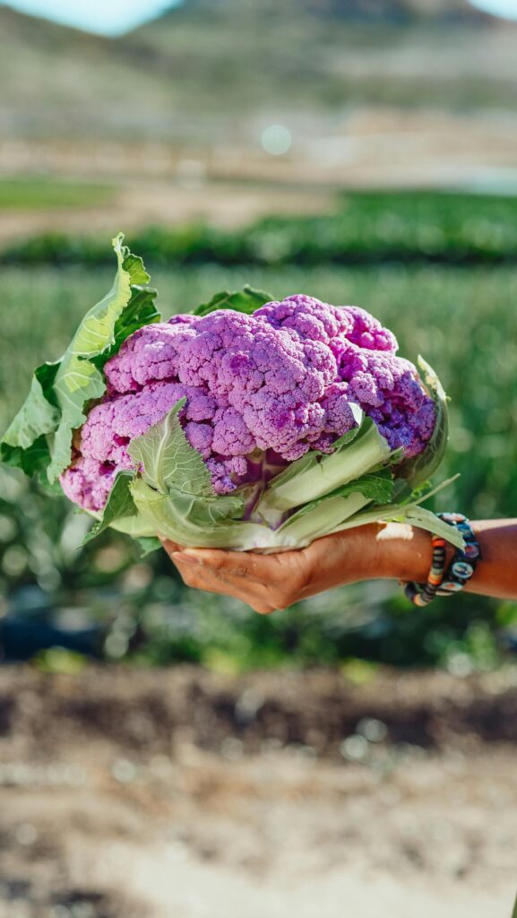 growing cauliflower growing cauliflower