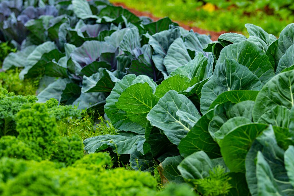 growing kale