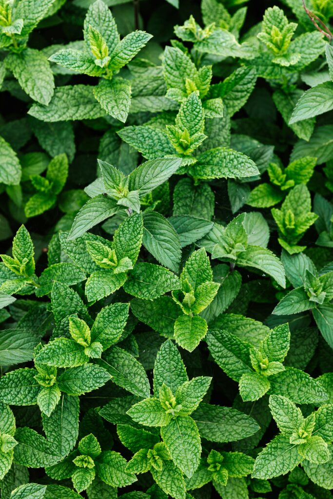 growing mint