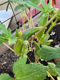 growing okras