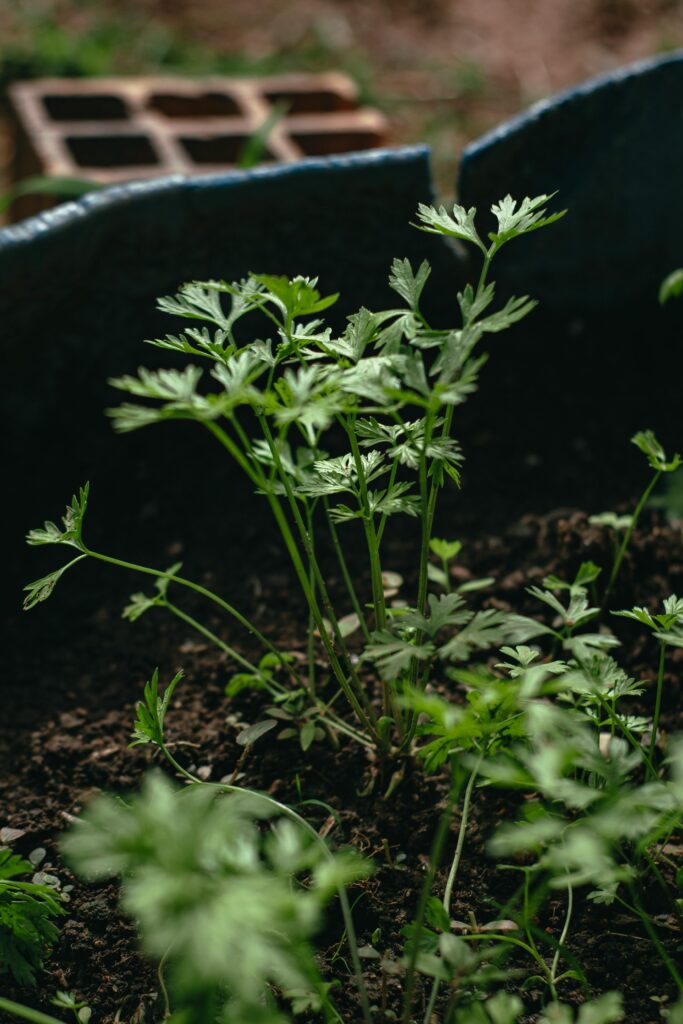 growing parsley growing parsley