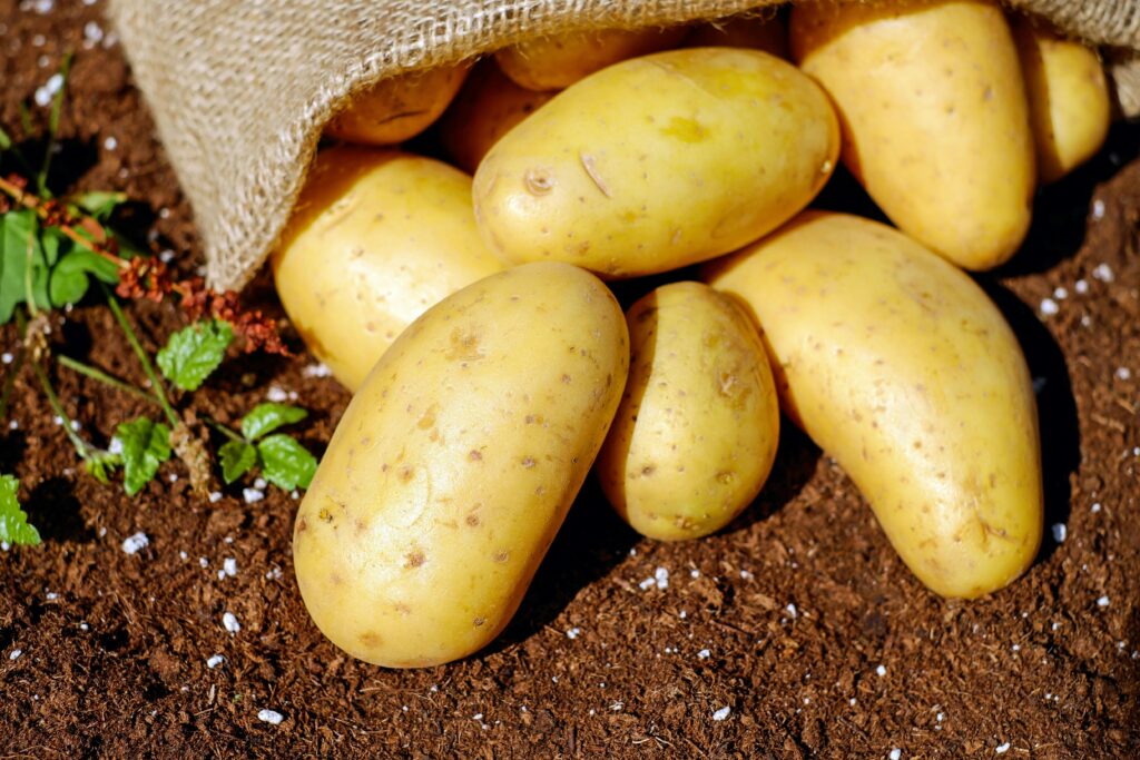 Growing Potatoes