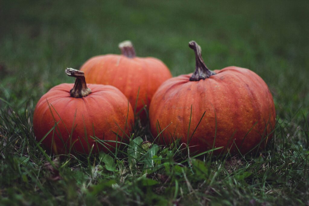 growing pumpkins