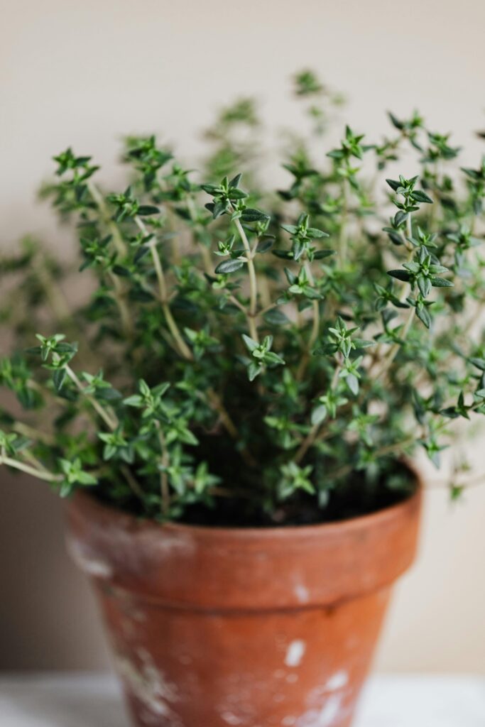growing thyme