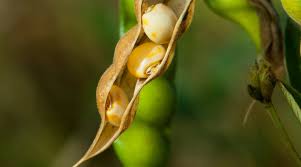 how to start saving seeds