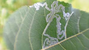 leaf miners in garden