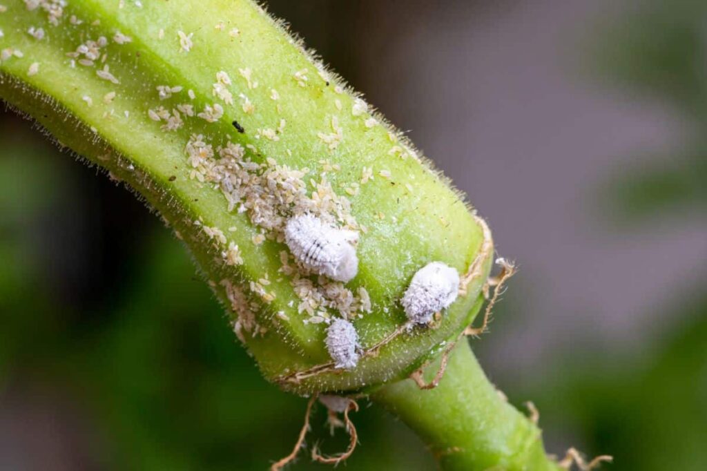 mealybugs