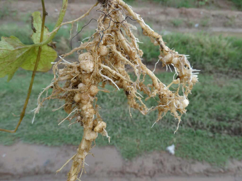 nematodes in the garden