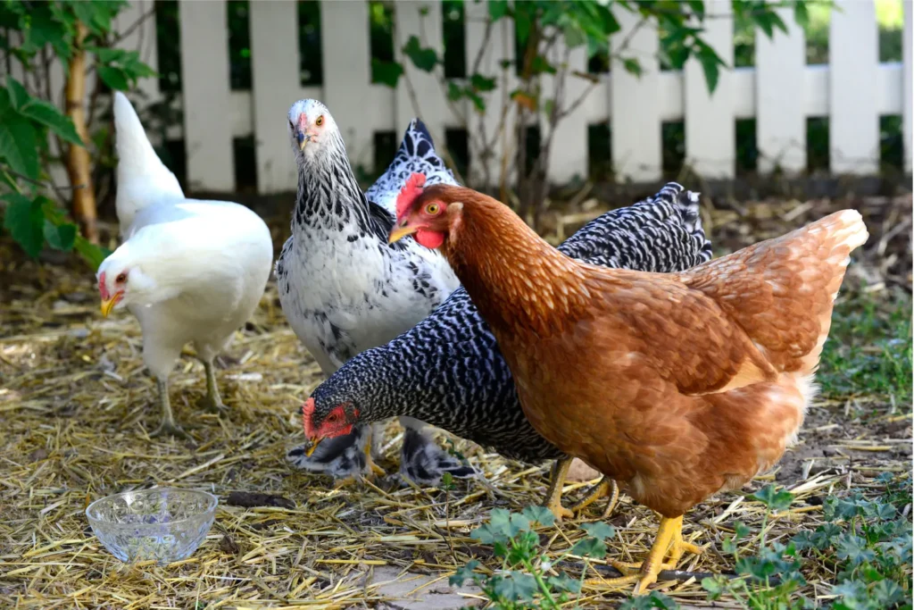 raising backyard chickens raising backyard chickens