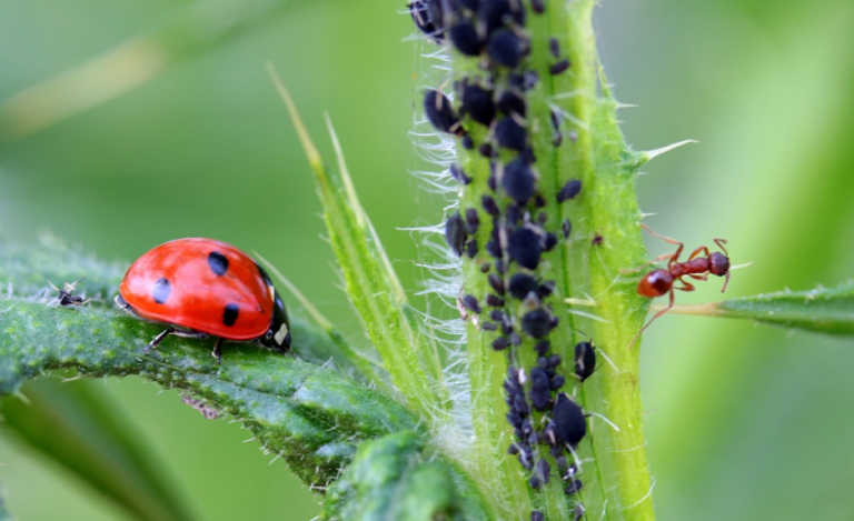 repel pests with neem oil