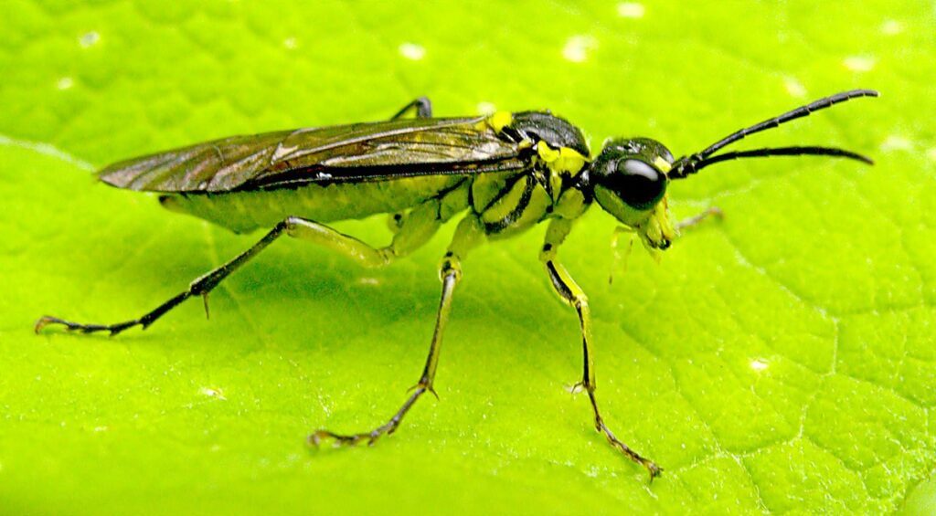 sawflies in the garden