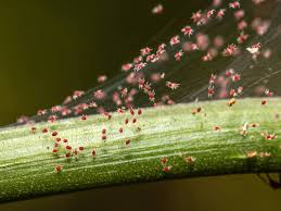 spider mites in the garden