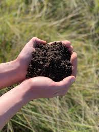 using insect frass in the garden using insect frass in the garden