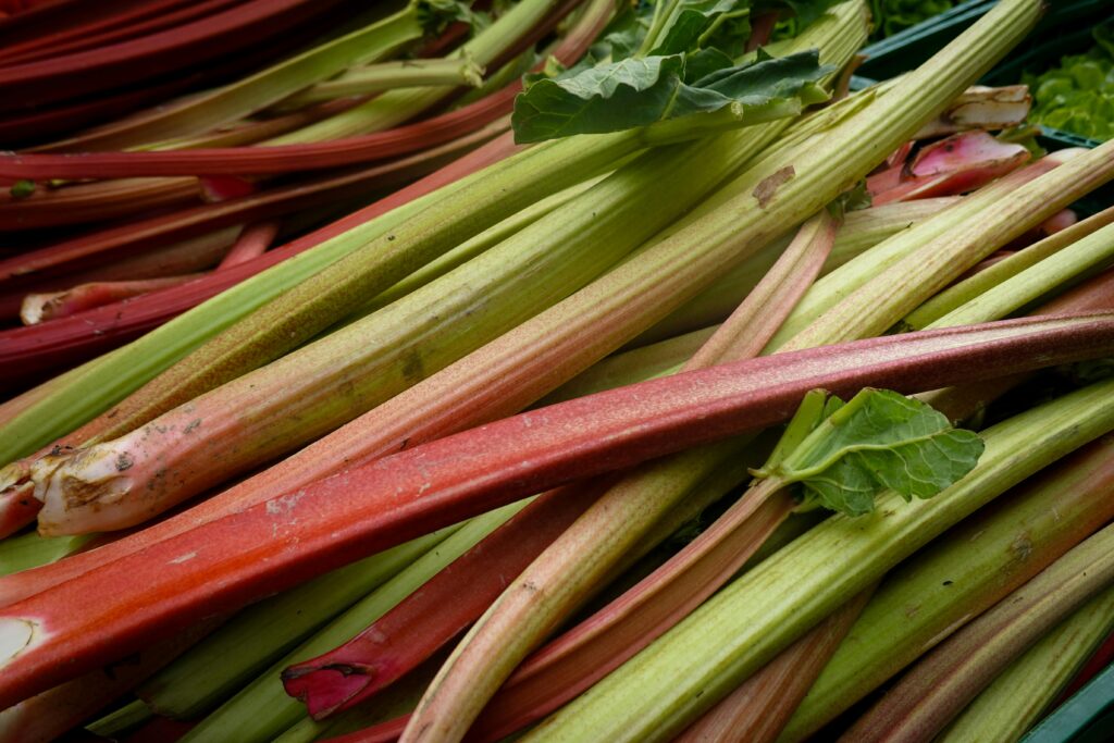 growing rhubarb growing rhubarb