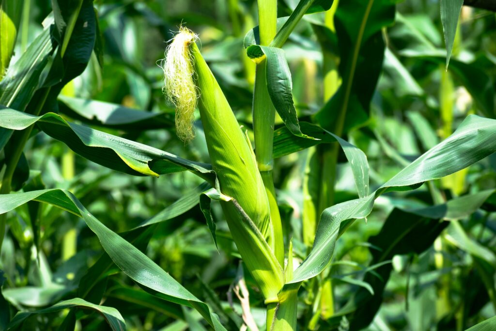 growing sweet corn growing sweet corn