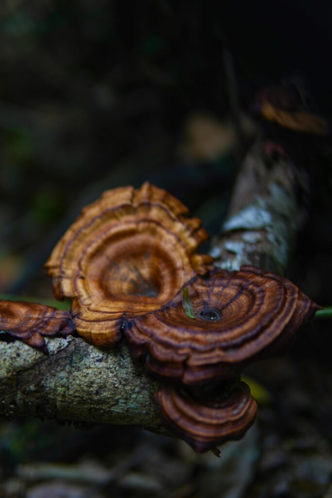 reishi mushrooms