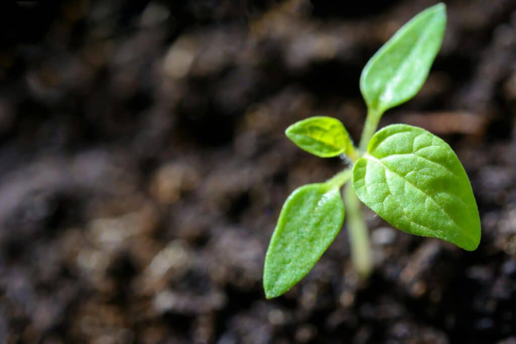 testing your soil | at-home soil test kit