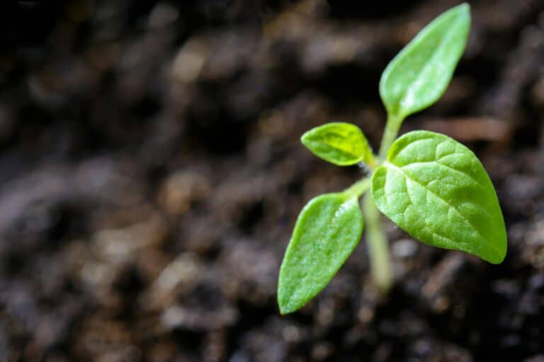 testing your soil | at-home soil test kit