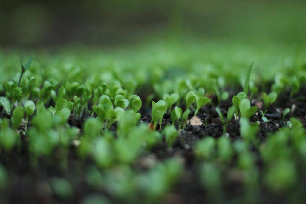 improve your soil structure